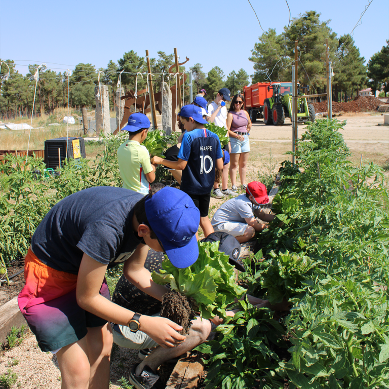 huerto-campamento-estudiotec